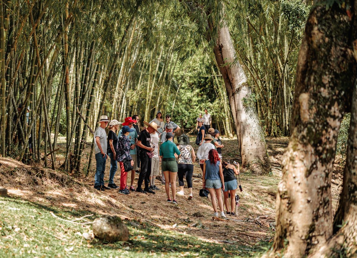 Un grupo de visitantes escucha al guía en un bosque de guadua